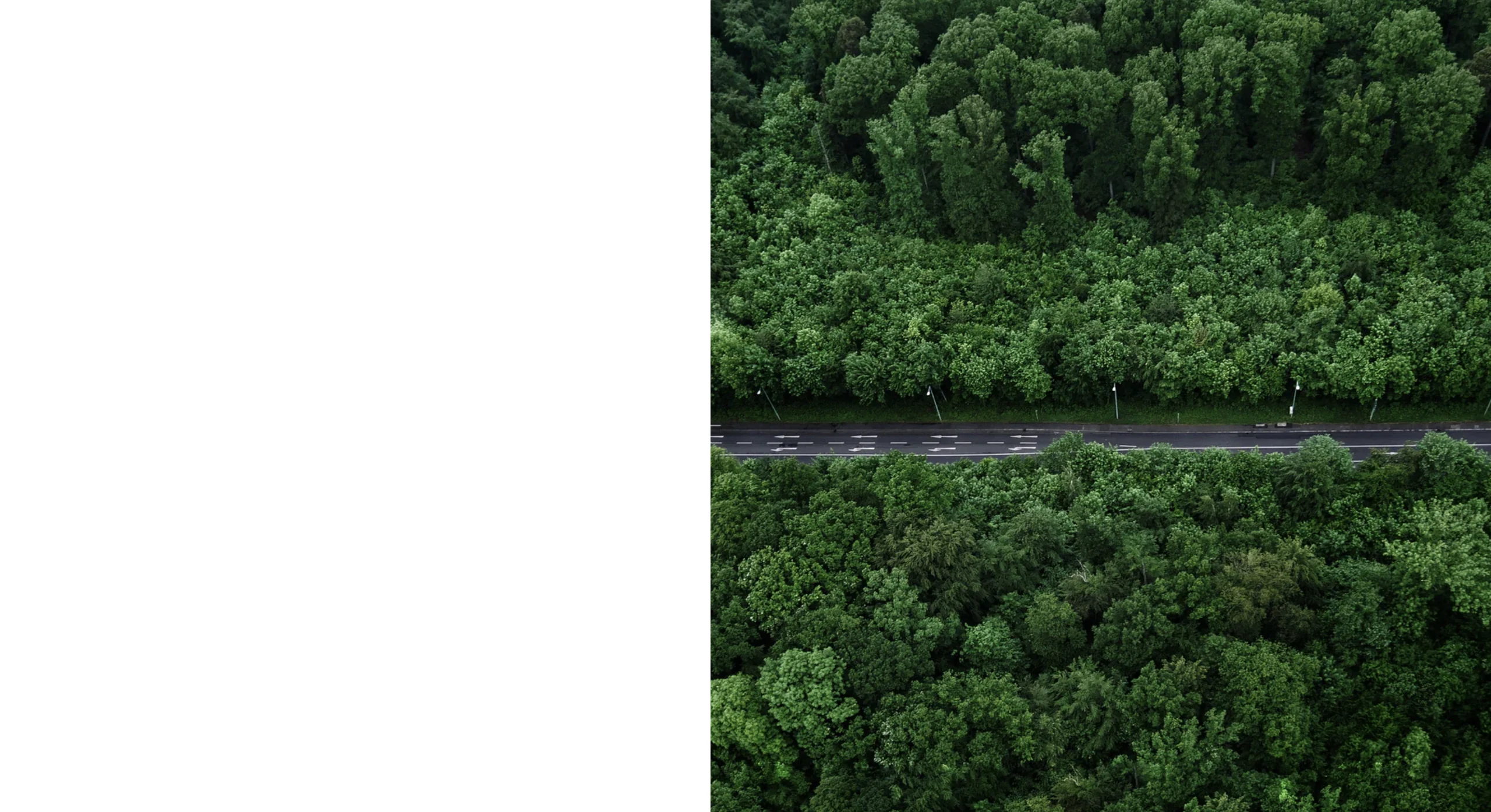 Tree-lined road selected as the About page banner
