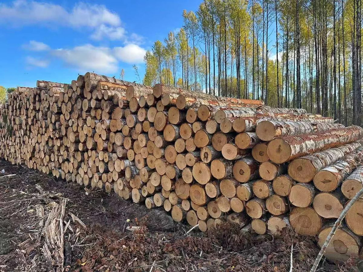 Russian birch logs photographed during company procurement activity