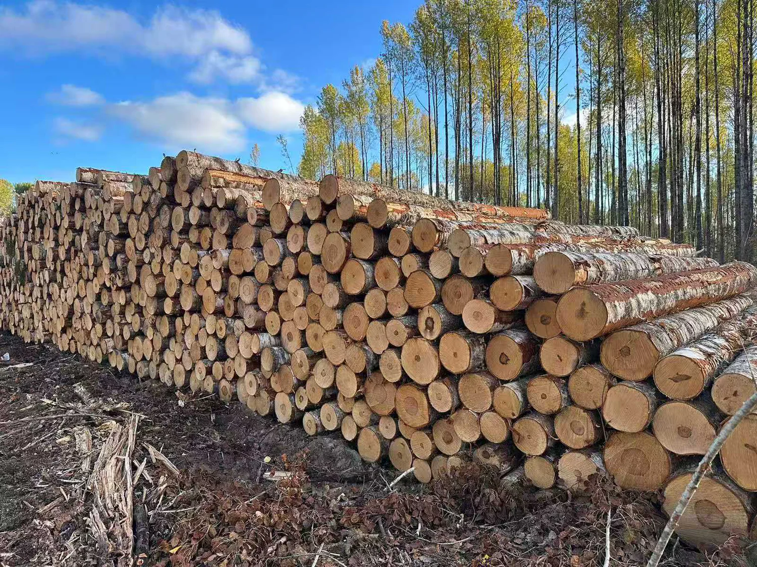 Russian birch logs photographed during company procurement activity